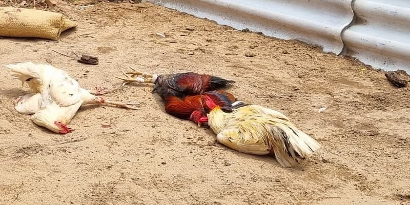 Học cách chơi đơn giản từ chỉ dẫn của nhà cái